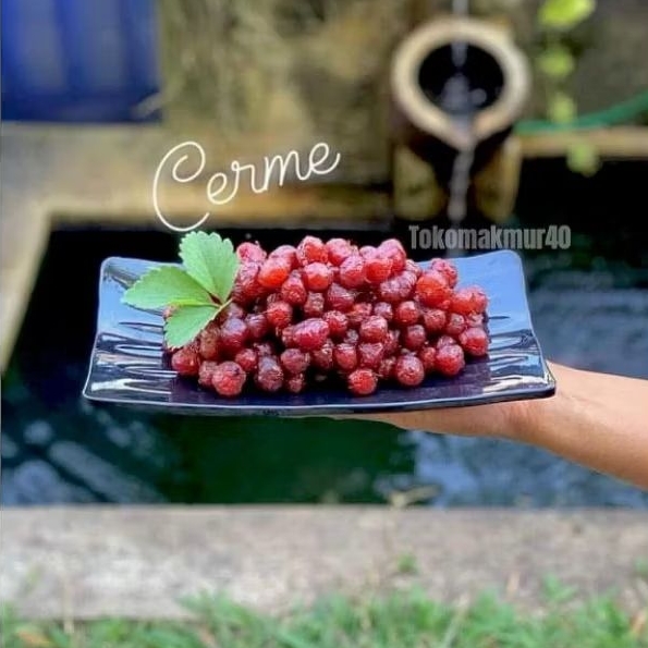 

manisan buah cerme jadul cermai termurah