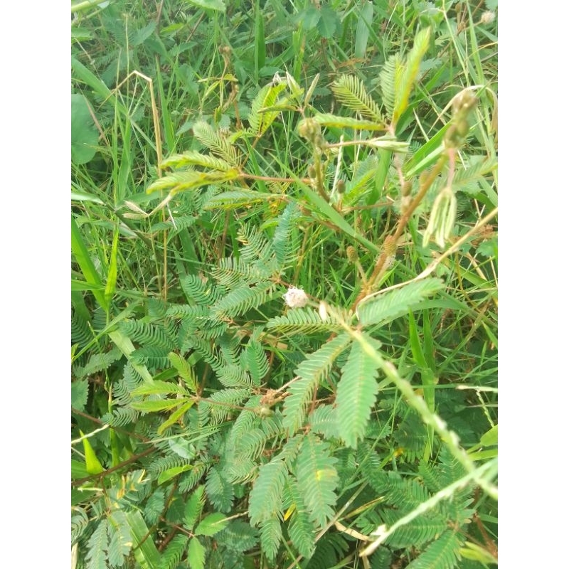 

putri malu daun batang+akar petik dadakan