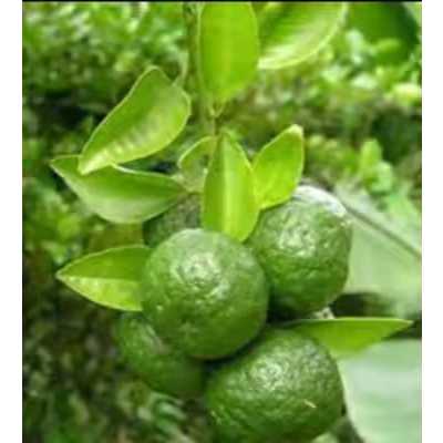 Bibit Jeruk Sambel / Jeruk Limau Asli Hasil Okulasi Cepat Berbuah FREE PUPUK NPK