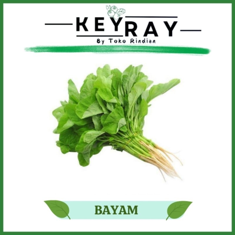 

BAYAM IKAT FRESH DAN SEGAR
