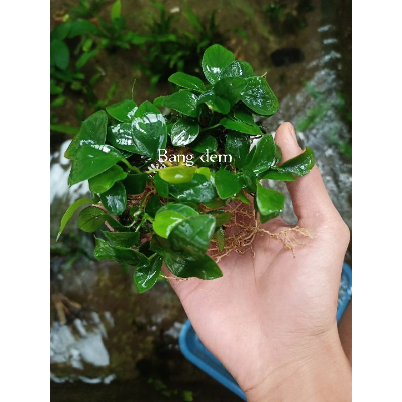 anubias nana mp
