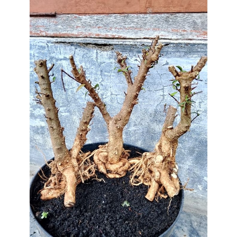 bahan bonsai anting Putri mikro