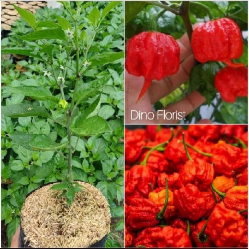 Bibit Tanaman Cabai Carolina Reaper Merah / Red Carolina Reaper / Cabe Lombok Super Pedas