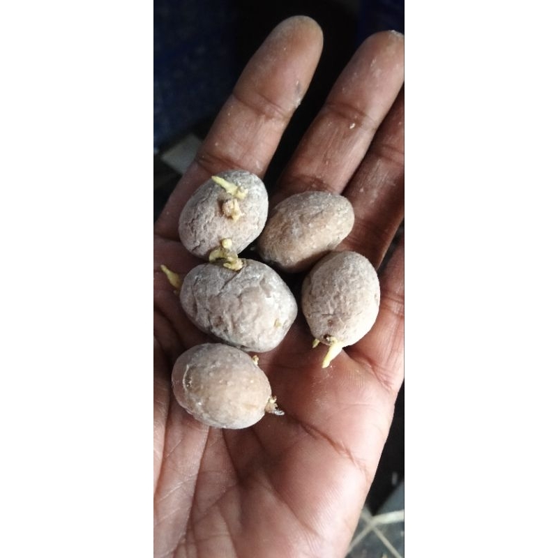 Bibit kentang Pangalengan G0 varietas Granola l.