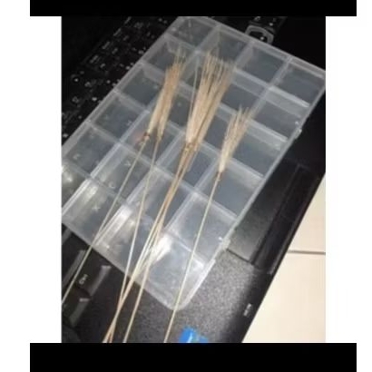 kili melatih mental jangkrik