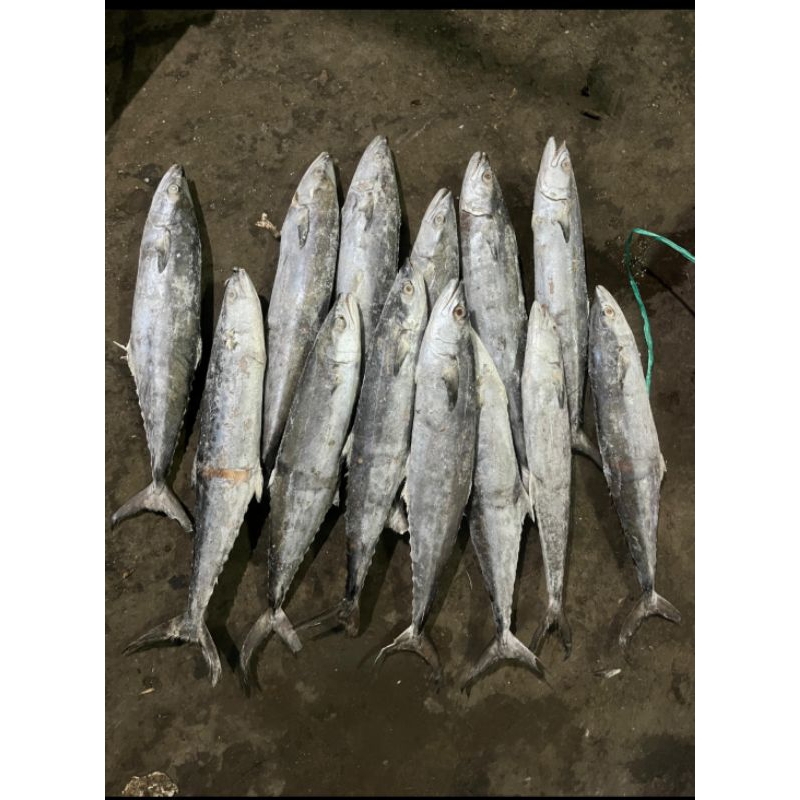 

tenggiri totol satu ekor berat 800grm sampa1 kg
