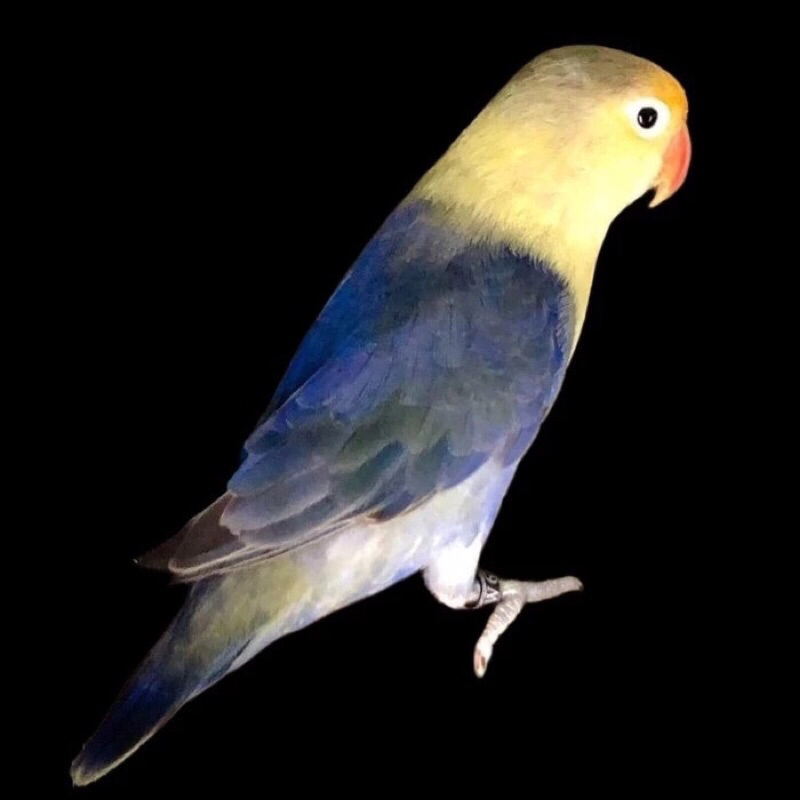 Burung Lovebird Biola PB / parblue blue vio