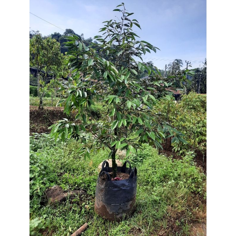 bibit durian hasil dongkelan berbagai jenis, musangking, ochee, montong dan bawor