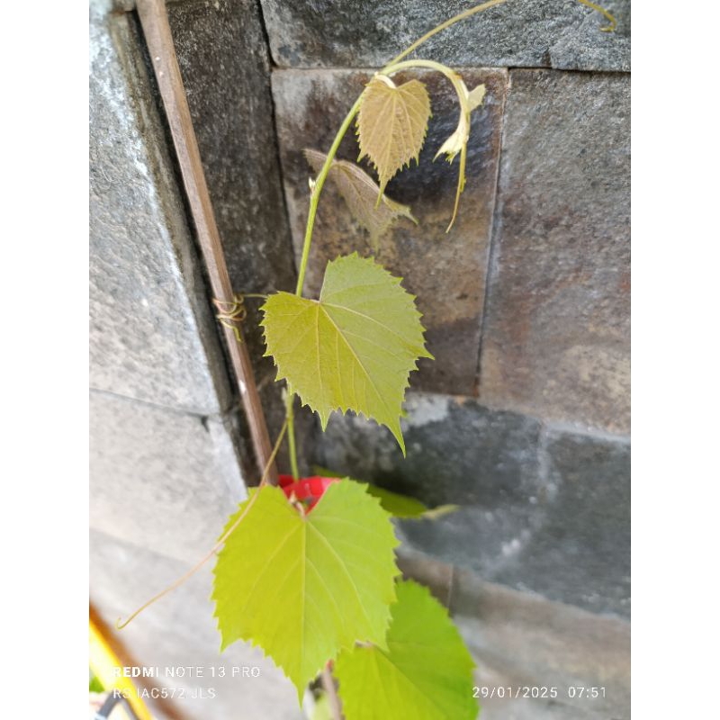 Bibit RS Anggur IAC572 JALES