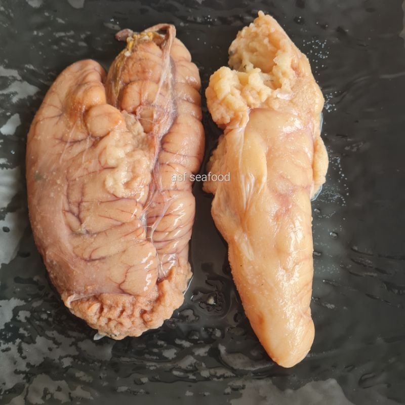 

Telur Ikan Kakap Merah Premium