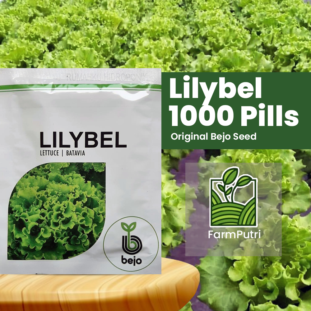 Benih Bibit Selada Batavia Lilybel 1000 Bejo Seed Pills Selada Hijau Keriting