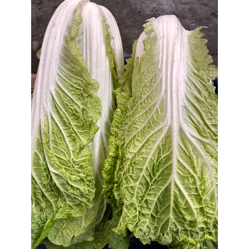 

Sayur Putih Segar 1/4