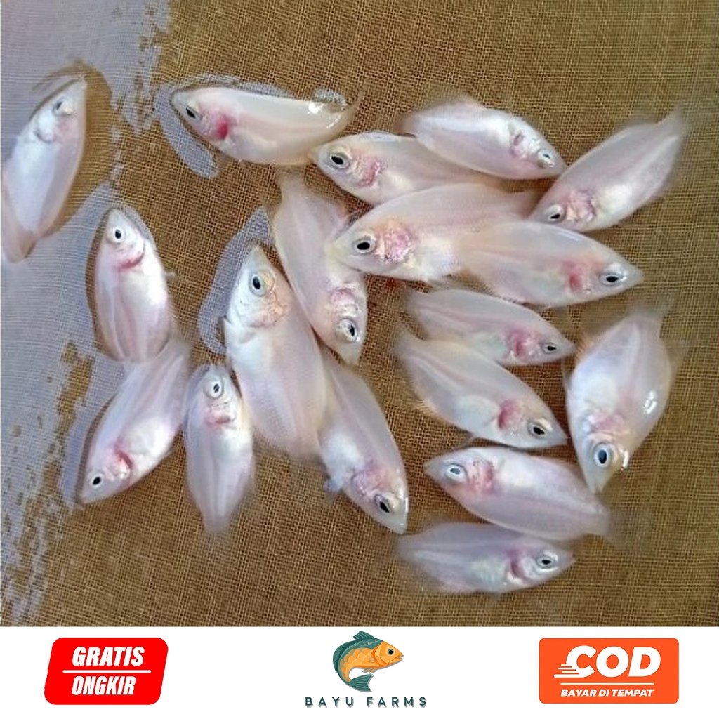 Bibit Ikan Gurame Padang Isi 30 Ekor Ukuran Nguku | Bibit Gurame Padang Berkualitas