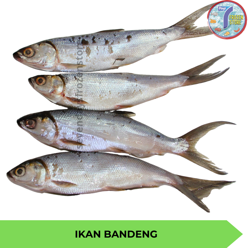 

Ikan Bandeng Beku Frozen 1 kg