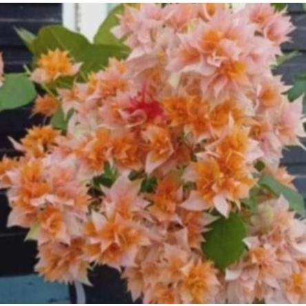 Stek Bougenville import Hawai Orange (perbatang)