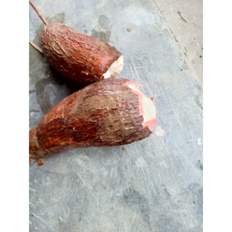 

singkong mentah