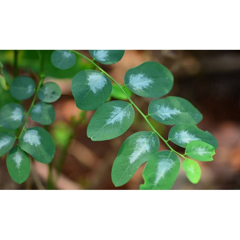 

DAUN KATUK SEGAR 100gram PELANCAR ASI