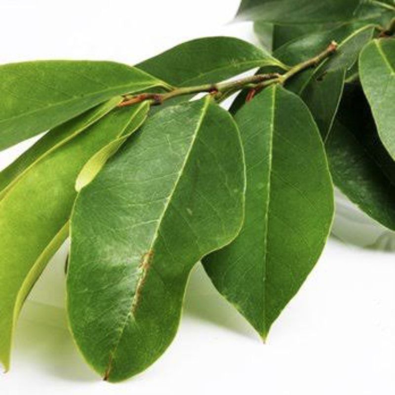 

Daun Sirsak Segar ( harga per lembar )