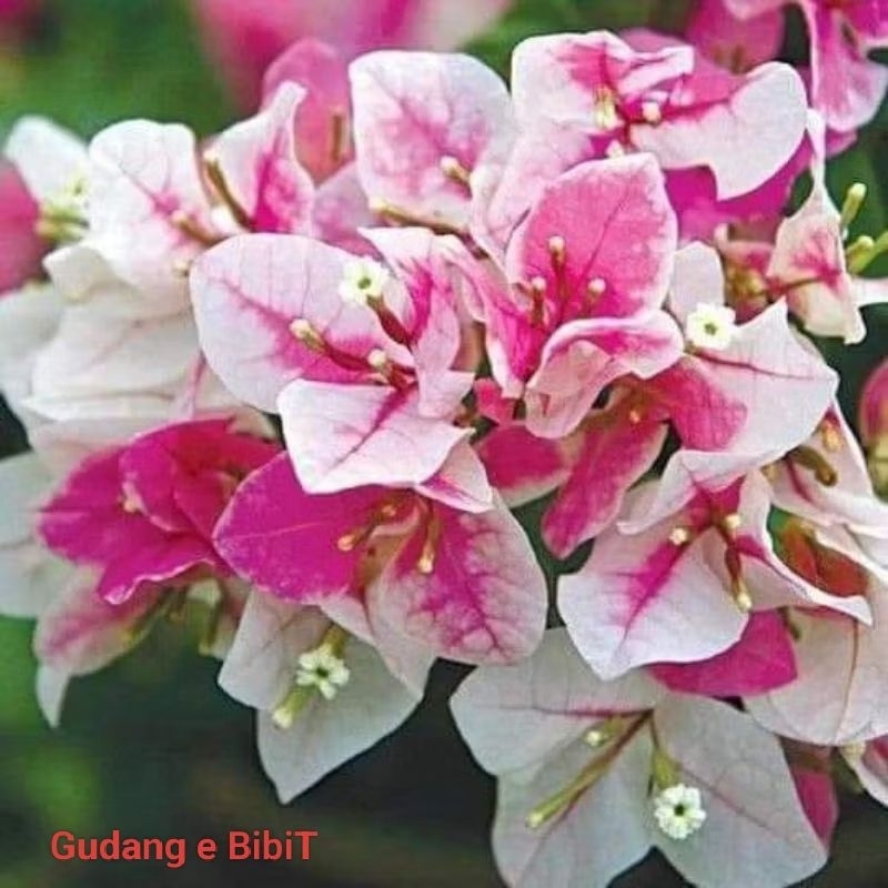 Tanaman Hias Bougenville Ice Cream Sakura | Bunga Kertas Ice Cream Sakura