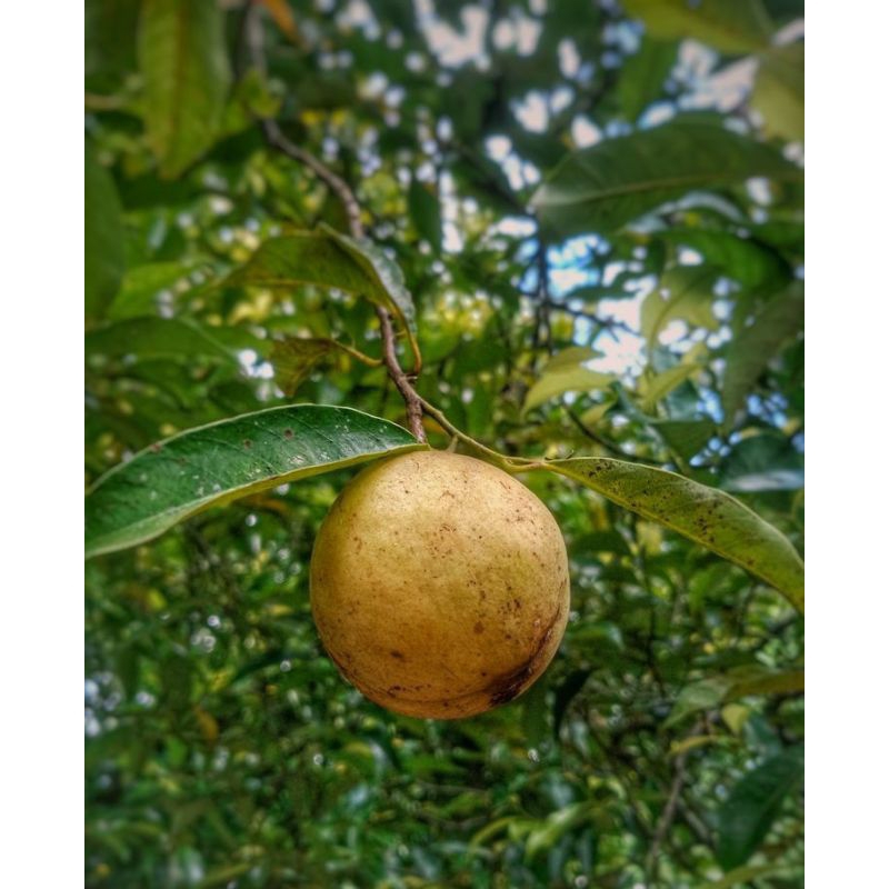 

Buah Pala Segar per Kg – Aroma Kuat & Berkualitas Tinggi