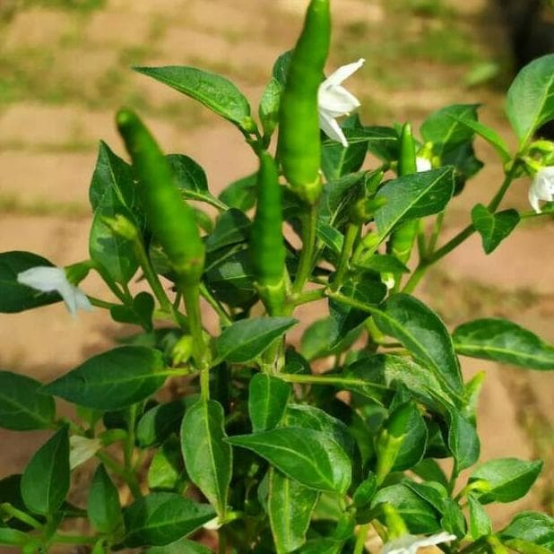 Promo Murah COD Tanaman cabe rawit hijau - Bibit tanaman cabe sudah berbuah