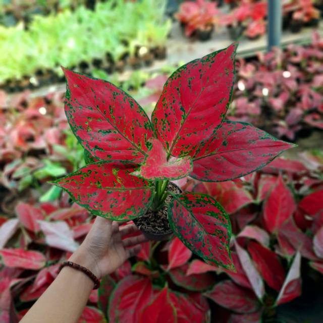 Promo Murah COD Tanaman hias aglonema super red - aglonema super red