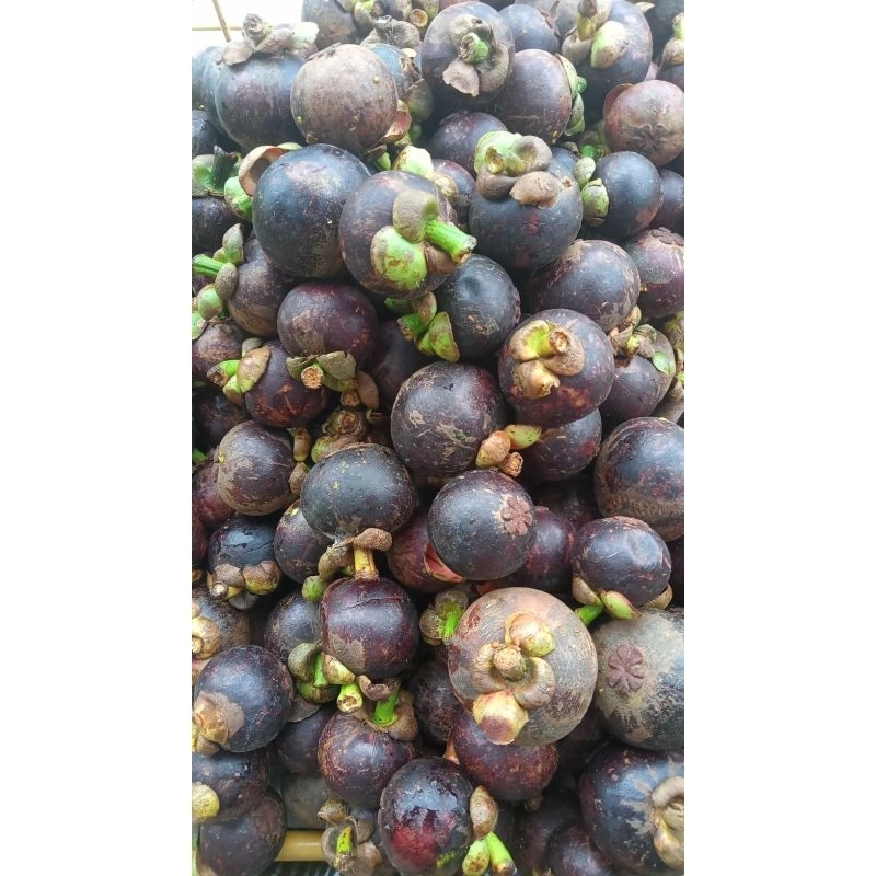 

buah manggis - sabuga medan