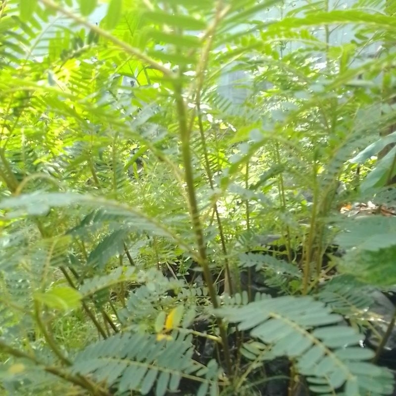 bibit pohon kembang Turi putih 1Polibag siap di tanam