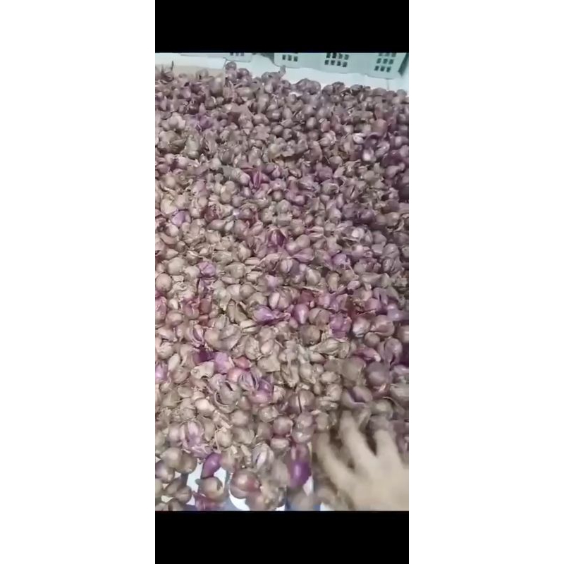 

Bawang merah