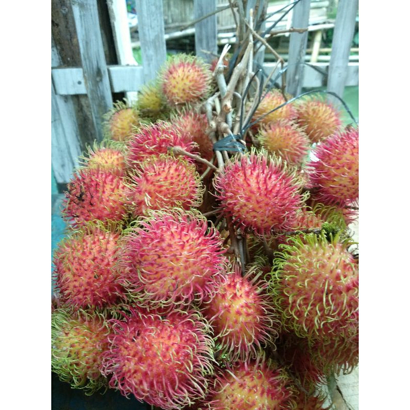

buah rambutan 1 kg daging tebal segar