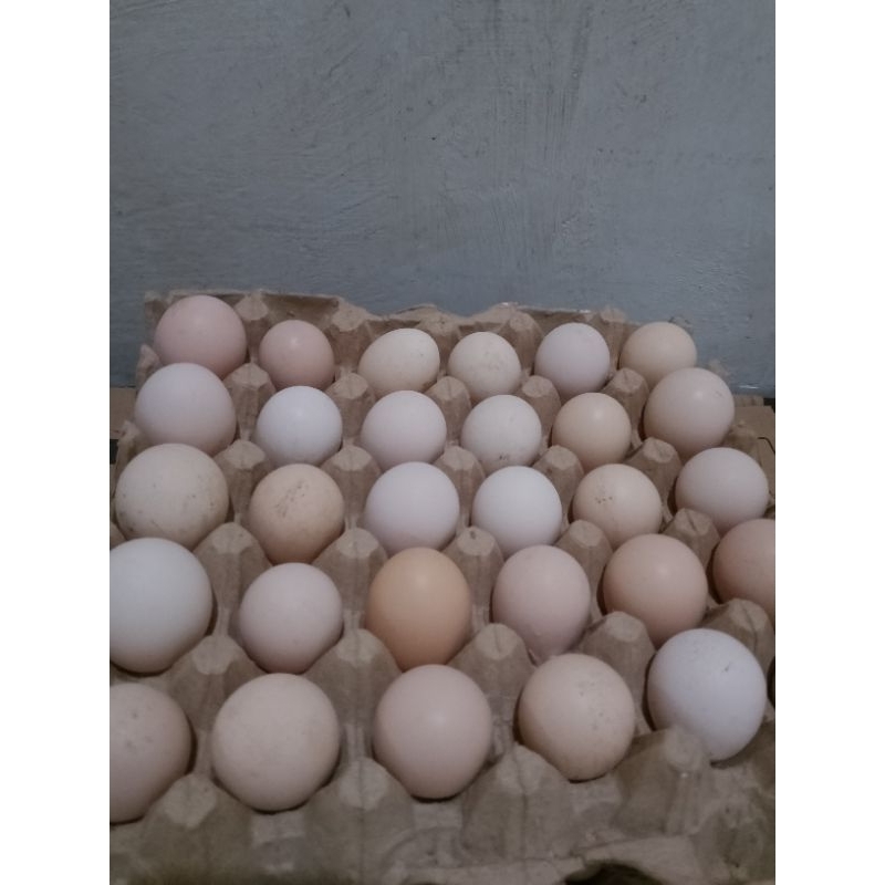 

telor KOB