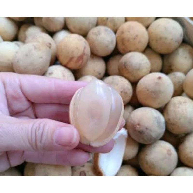 

Dukuh manis 500 gram