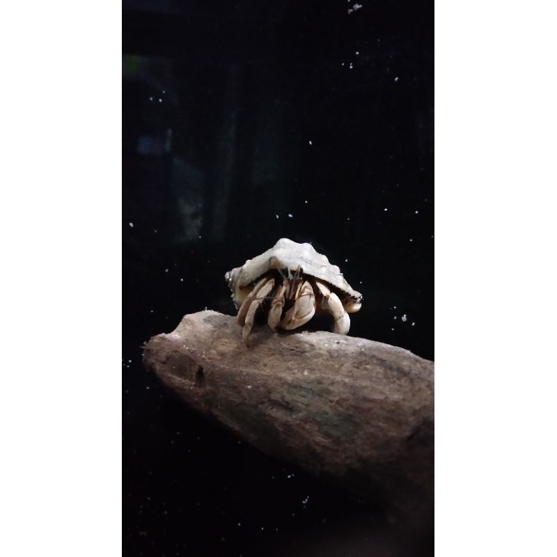 Mainan kelomang rugosus size M