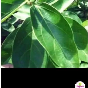 

Daun cincau / 500 gr