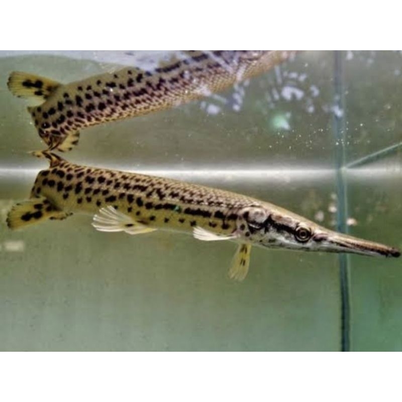 Jual ikan ALIGATOR SPATULA GAR ikan predator