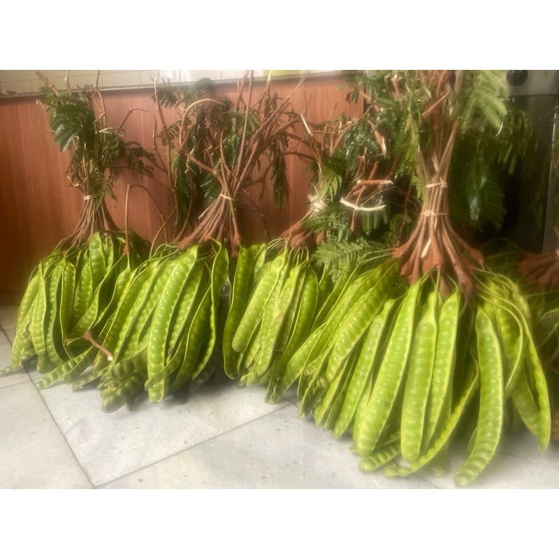 

pete / petai dari kebun
