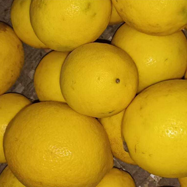 

Lemon Import / Calivornia