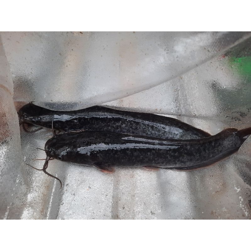 

LELE KONSUMSI SEGAR PER KG ISI 7-8-9