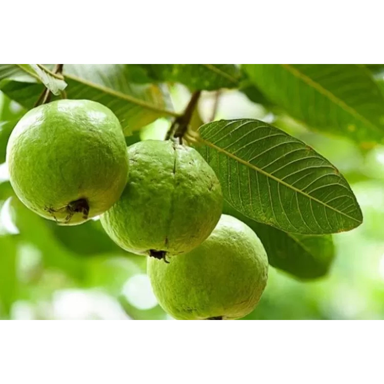 

Daun jambu segar
