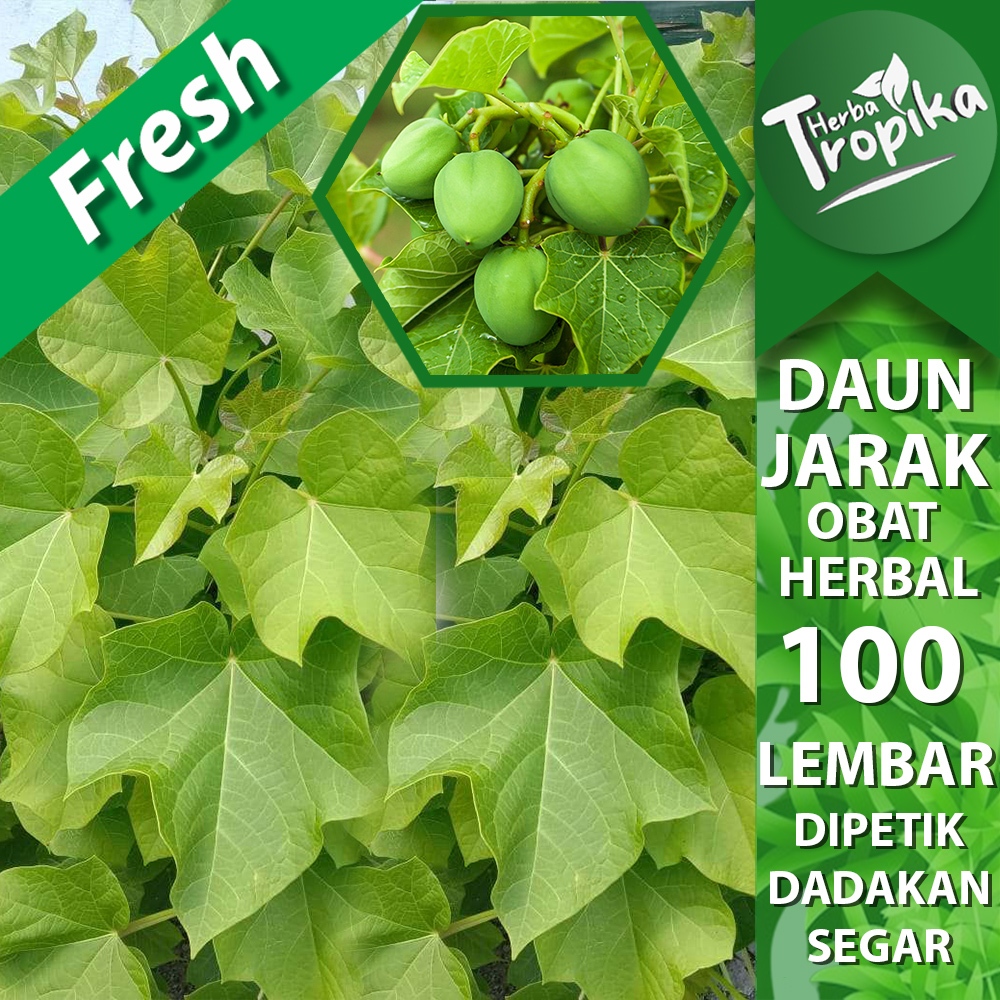 

Daun Jarak (Ricinus communis L.) Segar 100 Lembar herbal alami toko herba tropika