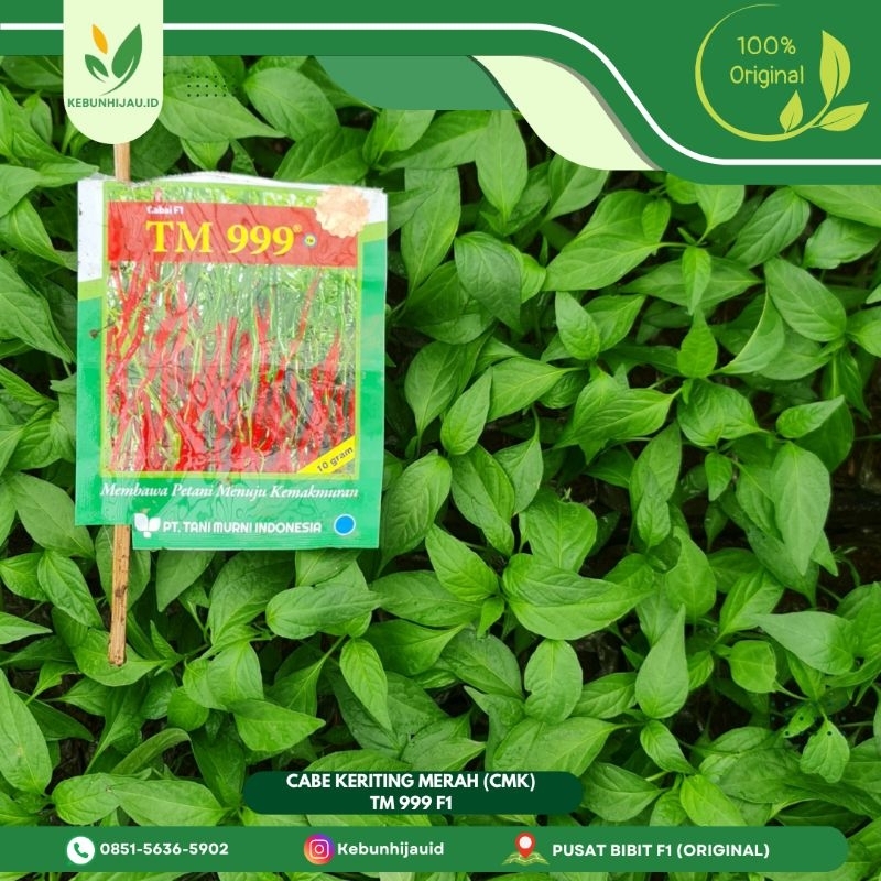 BIBIT CABE MERAH KERITING TM 999 F1