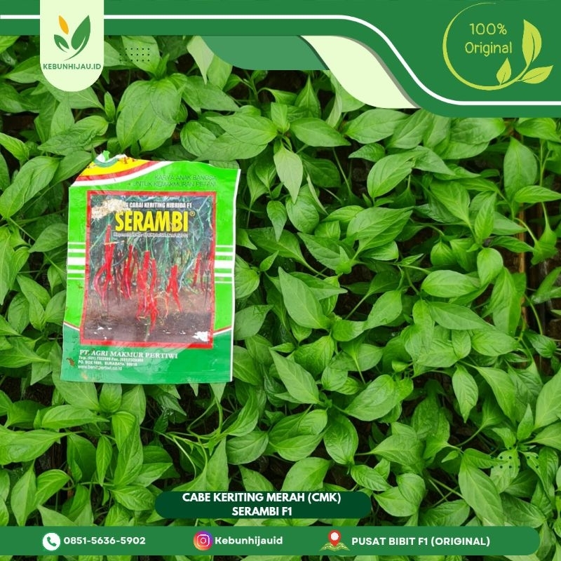 BIBIT CABE MERAH KERITING SERAMBI F1