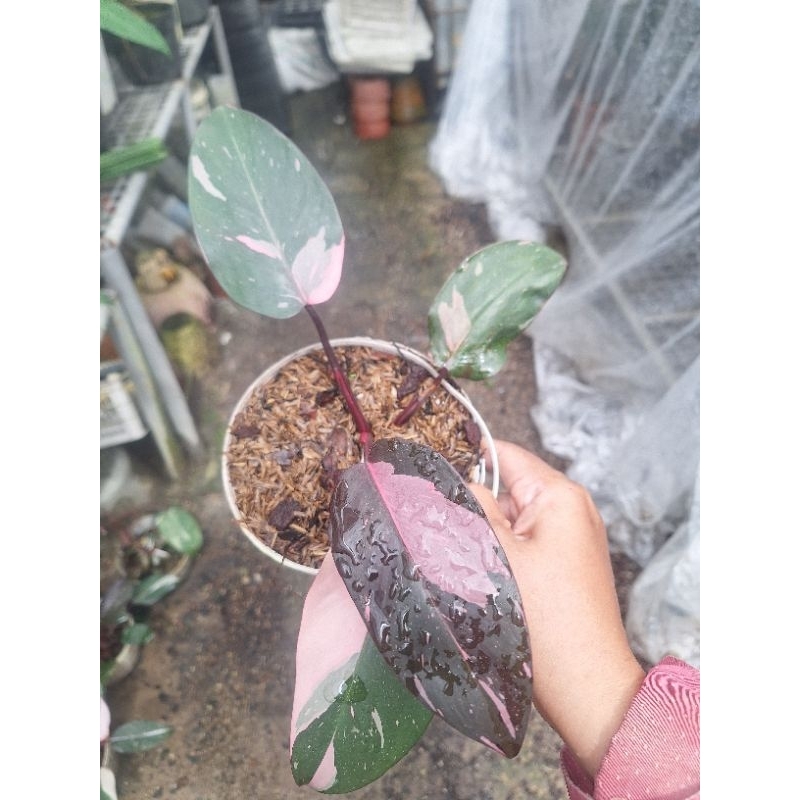 Philodendron pink princess marble