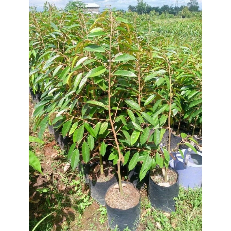 BIBIT DURIAN DURI HITAM OCHE UKURAN 1 METER