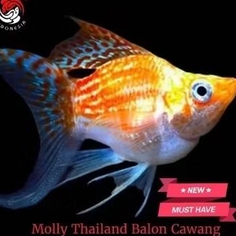hiasan aquarium molly balon Thailand Cawang
