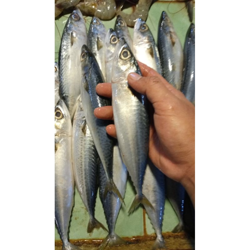 

Makarel / Kembung Salem
