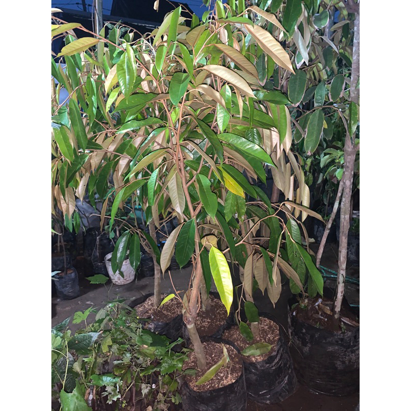 

DURIAN BATANG SUPER BESAR RIMBUN (PACKING KAYU)