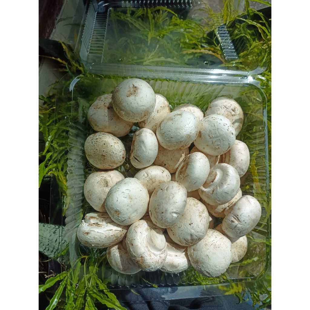 

Jamur Kancing (Champignon)