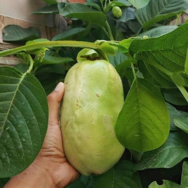 Tanaman Buah Markisa Jumbo - Markisa Giant - Markisa Besar - Bibit Buah Markisa Jumbo
