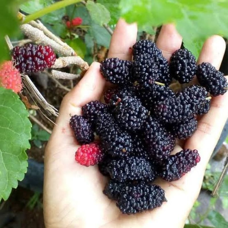 Tanaman Buah Murbei - Murbey - Besaran ( Batang Besar Sudah Berbuah )